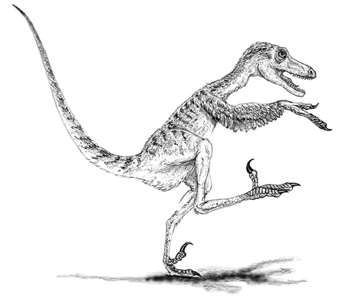 Saurornitholestes sullivani illustrated