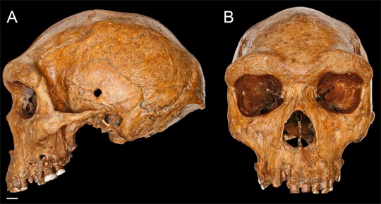 The famous H. heidelbergensis skull (Kabwe 1).