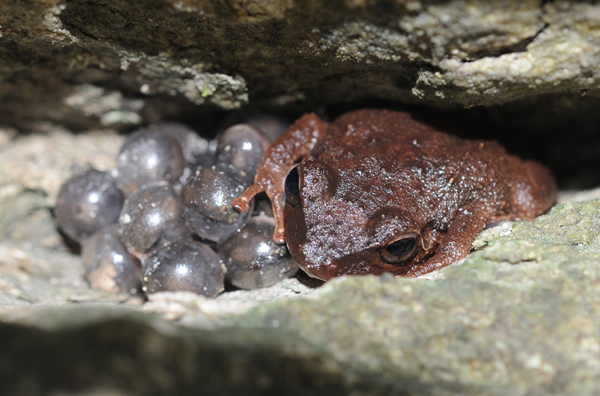 Male coquí frog protecting a clutch of eggs.
