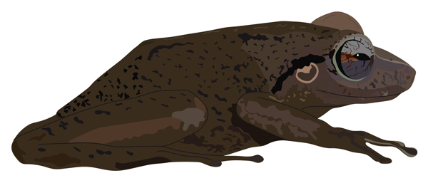 Ancient frog from the Oligocene of Puerto Rico.