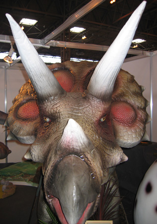 The anterior portion of Triceratops