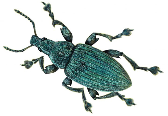 Ancient weevil life reconstruction.