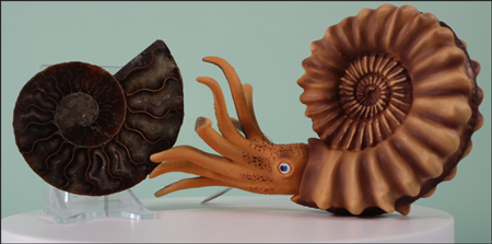 The Bullyland ammonite model next to a polished section of an ammonite fossil.