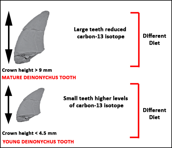 Isotope analysis of dinosaur teeth.