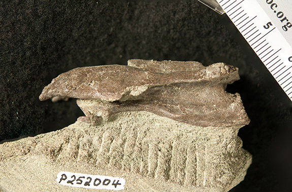 The cervical vertebra (elaphrosaur0.