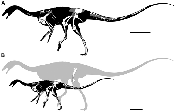 Deltadromeus agilis skeleton reconstruction.