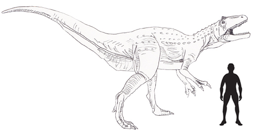 Scale drawing of giant megaraptor from Argentina.