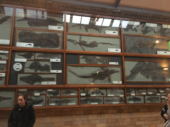 Marine reptiles gallery at the London Natural History Museum.