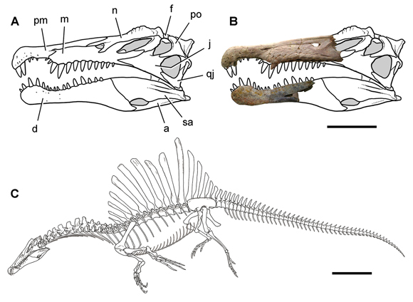Spinosaurus aegyptiacus skull and skeleton.