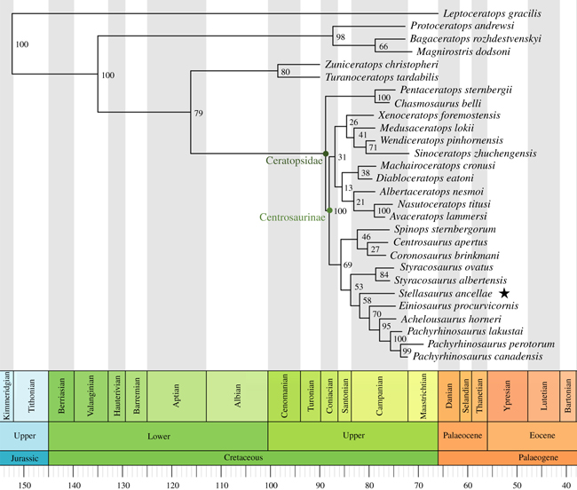 Phylogeny of the Centrosaurinae based on Bayesian analysis.