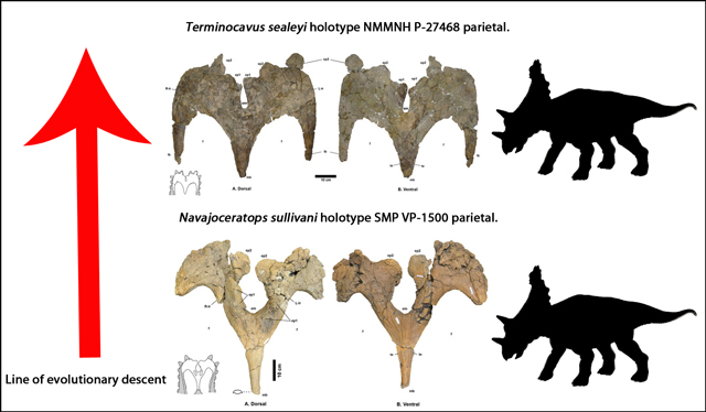 The parietal frills of Navajoceratops and Terminoscavus.