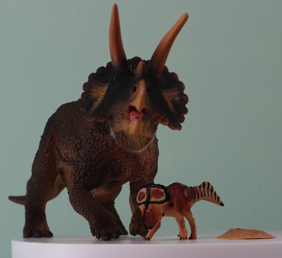 Two ceratopsids together.