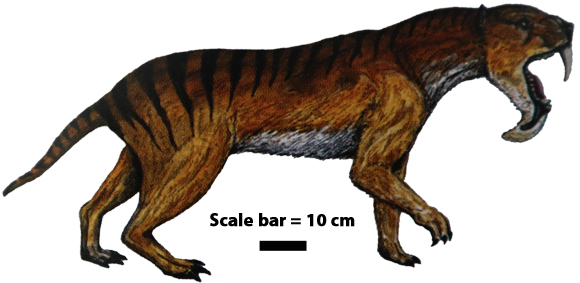 Thylacosmilus life reconstruction.