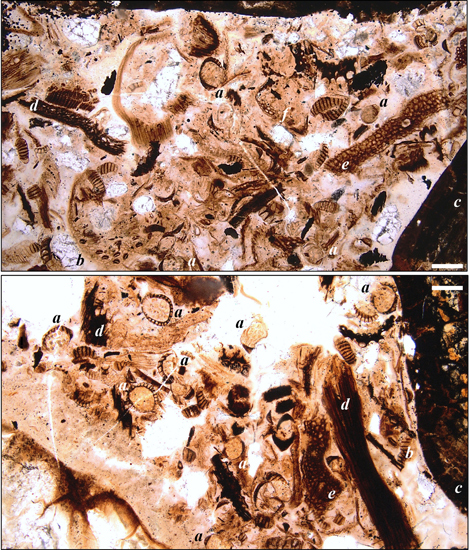 Slide showing Borealopelta stomach contents.