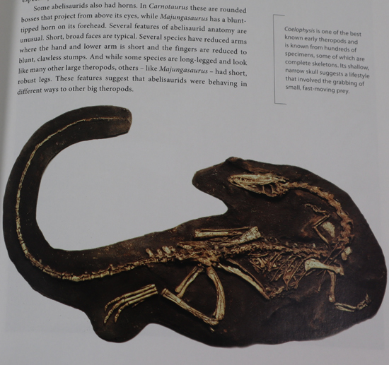 Coelophysis features in the dinosaur book.