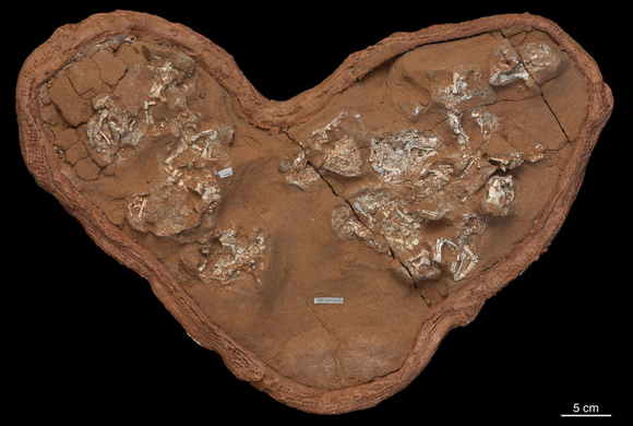 Protoceratops Fossil Nest