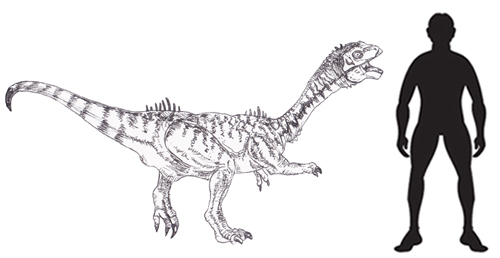 Chilesaurus scale drawing.