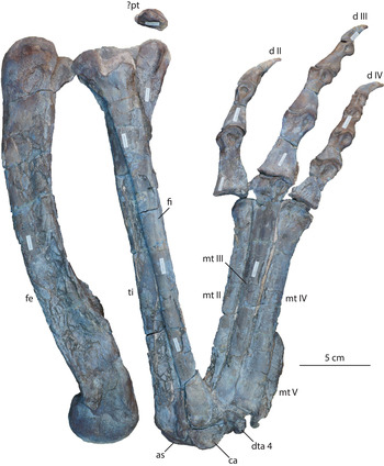 Dilophosaurus wetherilli articulated right hindlimb.