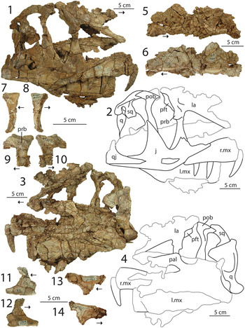 Dilophosaurus wetherilli holotype material.