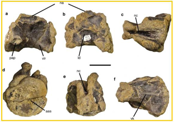 Neck bones (cervical vertebrae) attributed to Schleithimia.