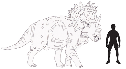 Sinoceratops scale drawing.