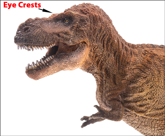 Highlighting the eye crests in the new PNSO T. rex figure