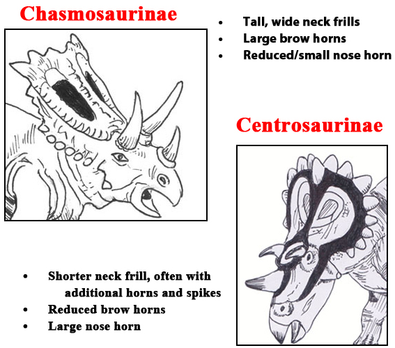 Chamosaurine compared to centrosaurine.