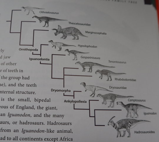 Ornithopoda cladogram.