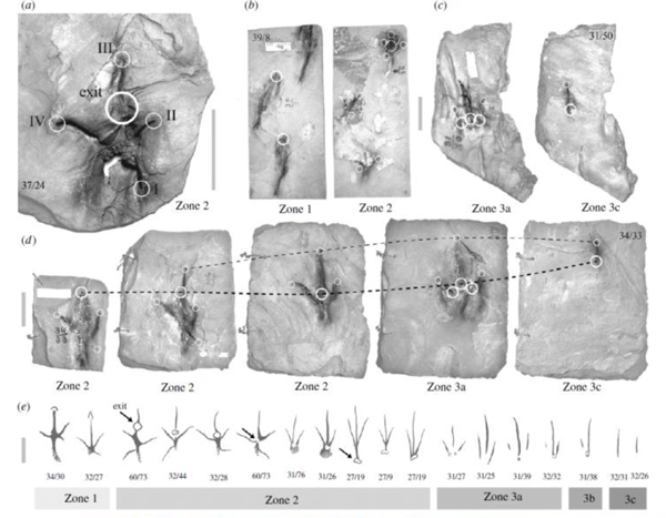 Analysis of Early Jurassic dinosaur tracks.