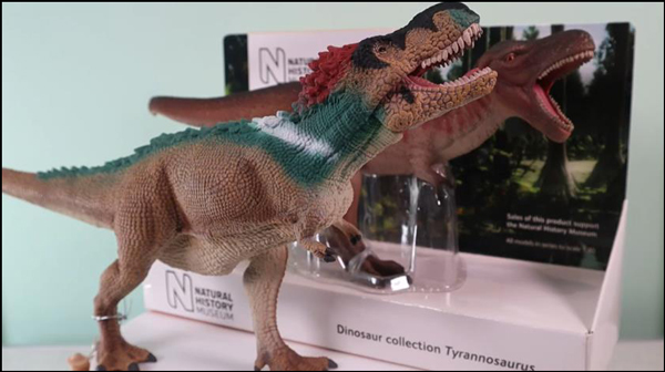 Two Tyrannosaurus rex models are compared.