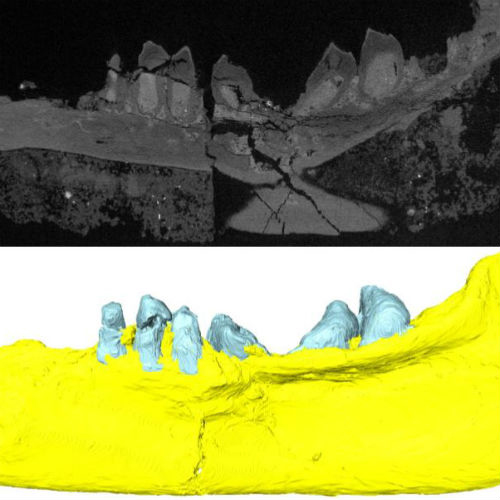 Tricuspisaurus CT scan and computer model of the lower jaw.
