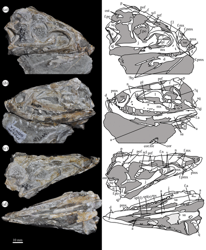 Fossil skull of Euparkeria with accompanying line drawings.