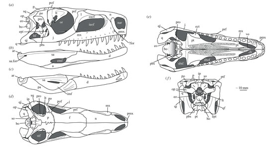 Euparkeria capensis drawings of the skull.