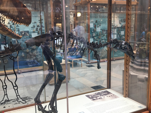Eustreptospondylus fossil specimen on display.
