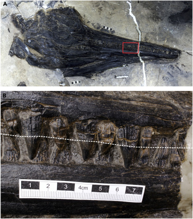 Guizhouichthyosaurus skull showing close-up of jaws lined with small, closely spaced teeth.