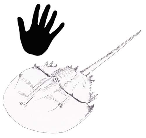 Horseshoe Crab scale drawing.