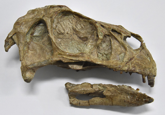 Incisivosaurus fossil skull.