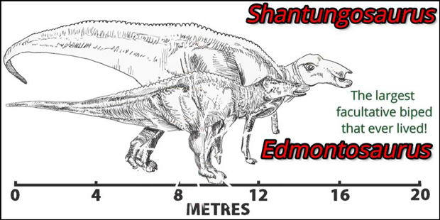 Edmontosaurus compared to Shantungosaurus.