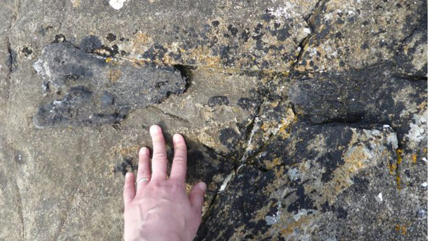 Stegosaur limb bone found on Scottish beach.