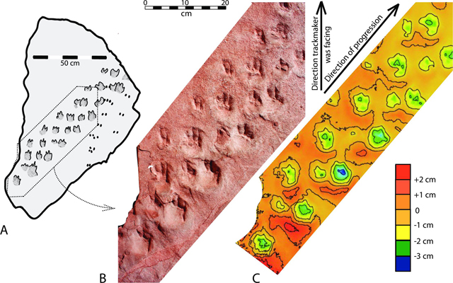 Line drawing of main trackway surface and coloured digital elevation model.