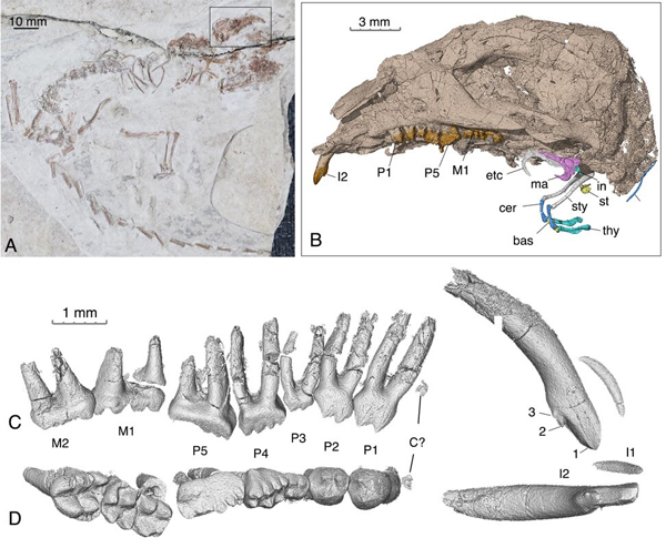 Sinobaatar pani holotype material.