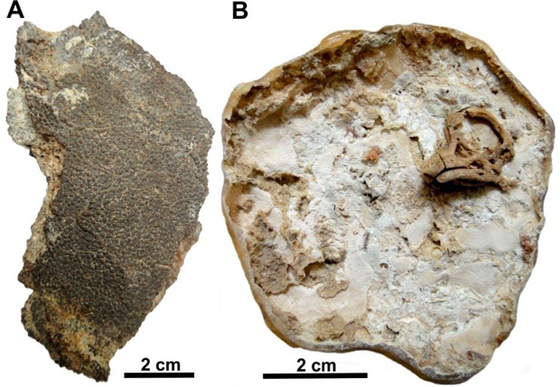 Fragment of dinosaur eggshell (A) and the embryonic titanosaur skull (B).