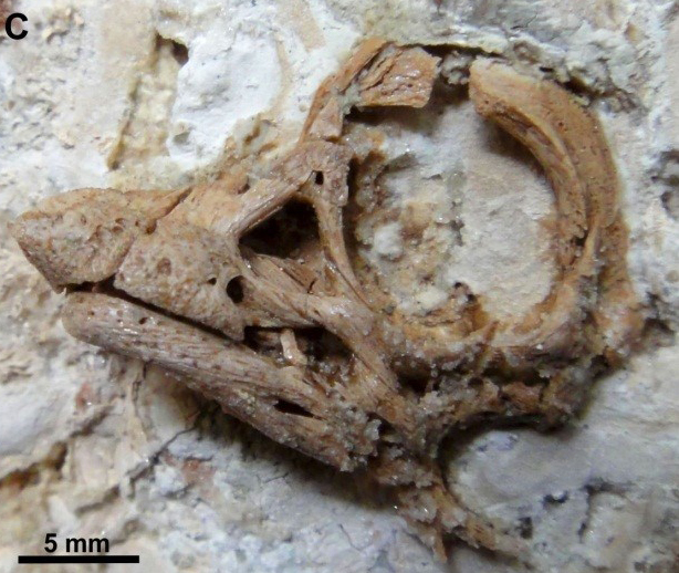 A view of the embryonic skull of the titanosaur
