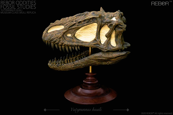 Rebor Oddities Fossil Studies Y. hauli skull model.
