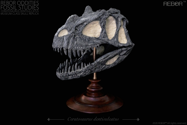 Rebor Oddities Fossil Studies C. dentisulcatus museum quality skull model.