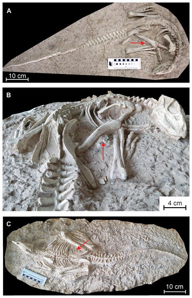 Views of the holotype and a referred specimen of Changmiania liaoningensis.