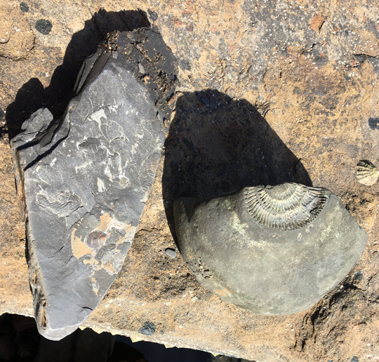 Fossil hunting on the foreshore.