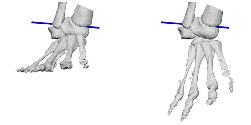 Modelling the ankle structure of Euparkeria.