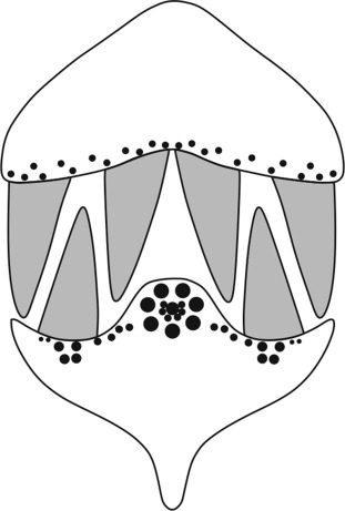 Lonchodraco line drawing showing concentration of foramina at the jaw tips