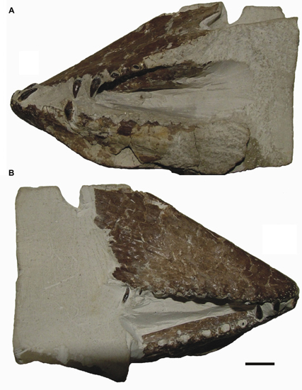 Lonchodraco giganteus holotype rostrum and mandible.